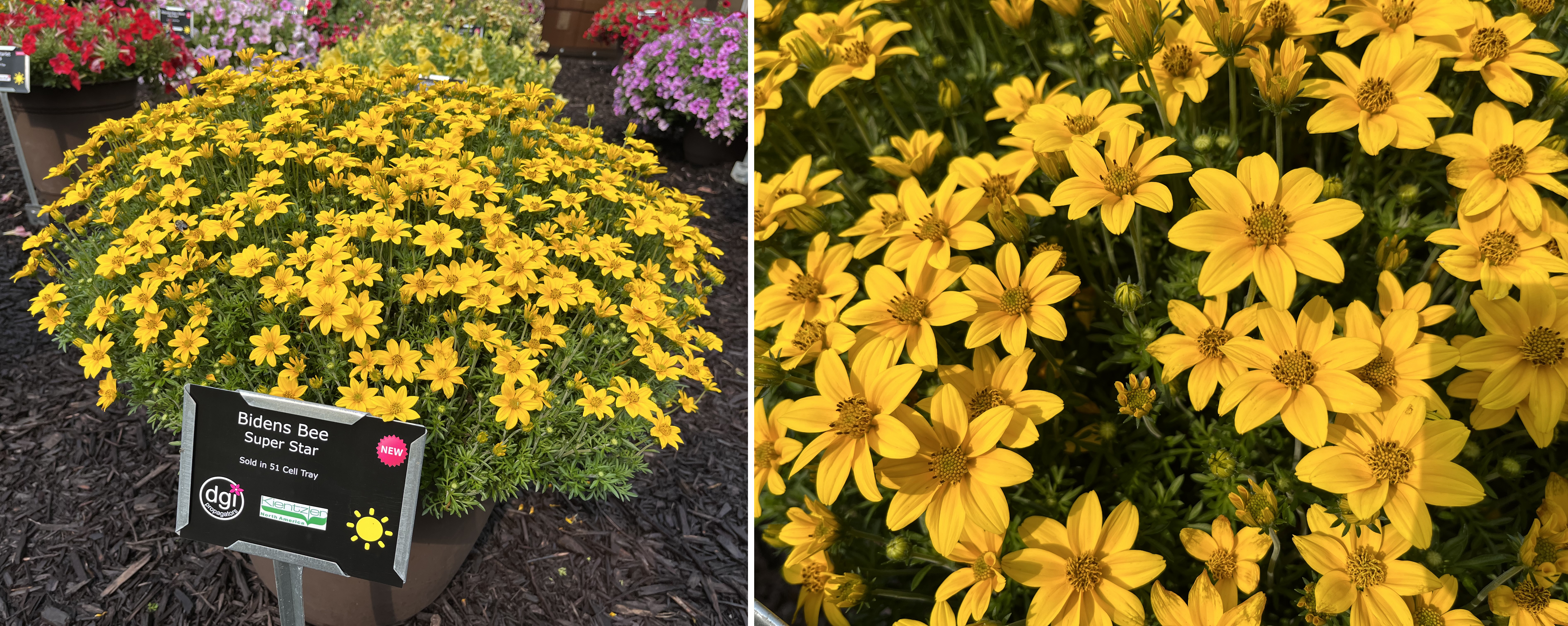 Two views of Bidens ‘Bee Super Star.’ On the left, a dome-shaped pot bursts with bright golden-yellow daisy-like flowers. On the right, a close-up highlights the star-shaped blooms with yellow petals and darker yellow centers.